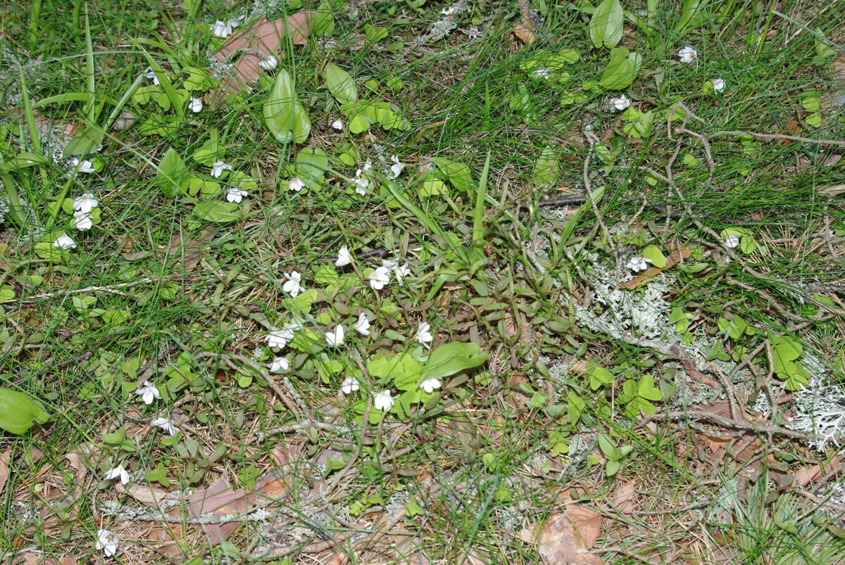 IMGP4086.JPG