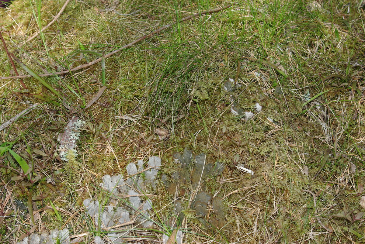 IMGP4090.JPG